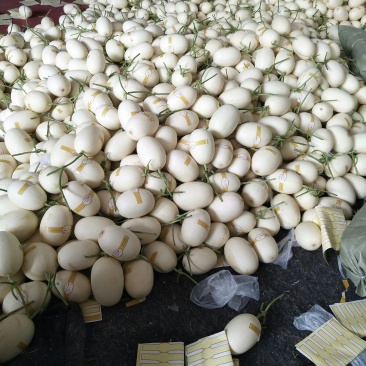 精品白金蜜甜瓜，产地直供，专供市场，超市，电商