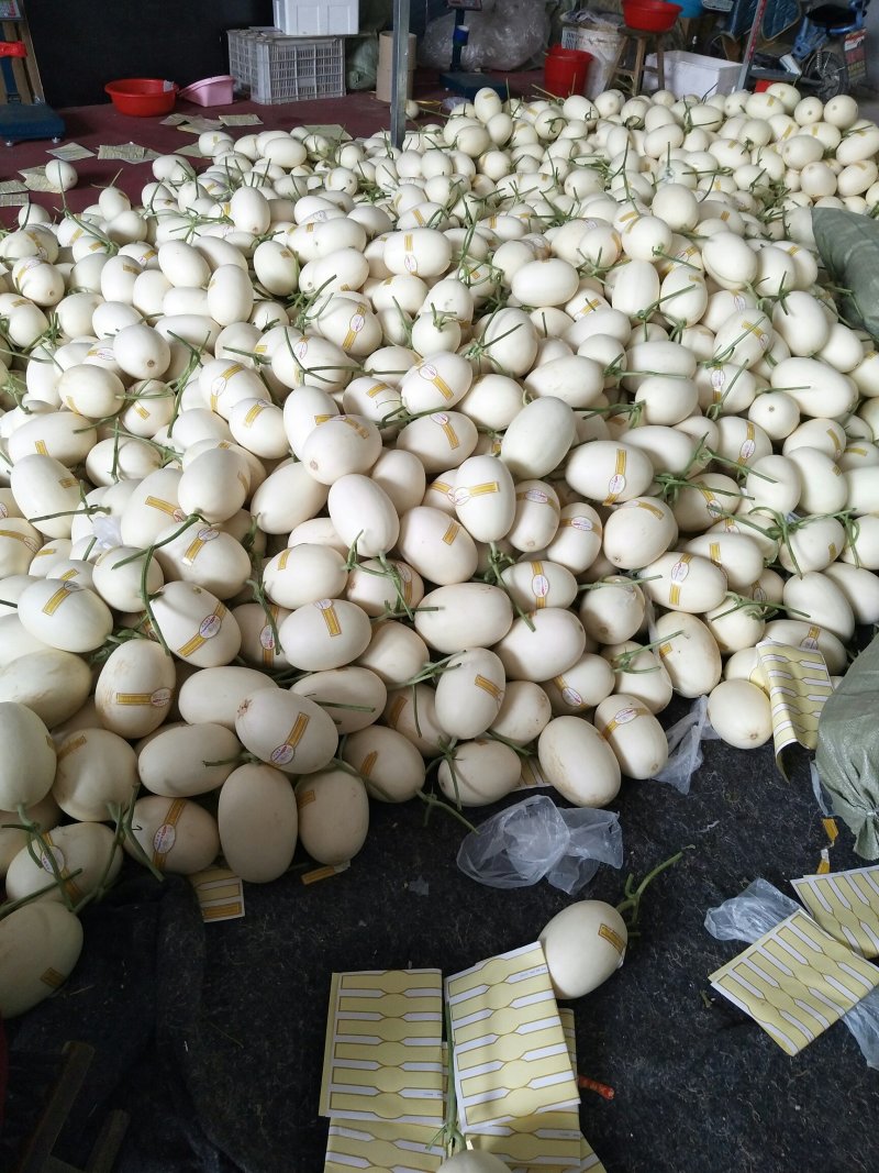 精品白金蜜甜瓜，产地直供，专供市场，超市，电商