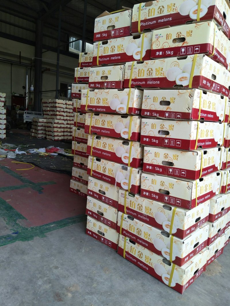 精品白金蜜甜瓜，产地直供，专供市场，超市，电商