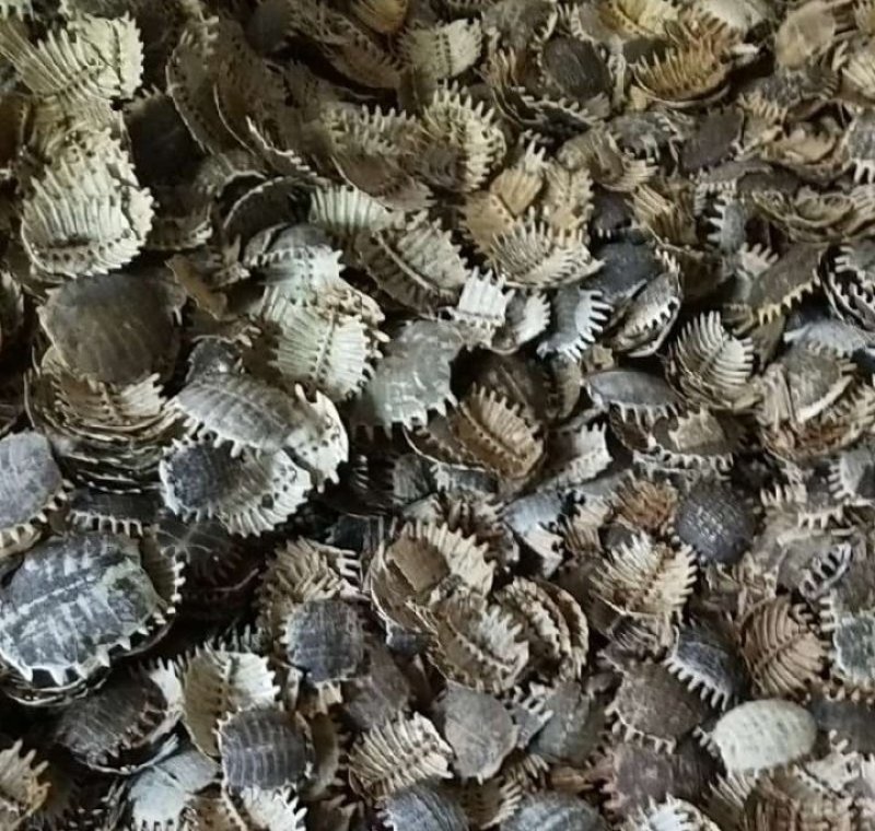 鳖甲滋阴潜阳，软坚散结，退热除蒸