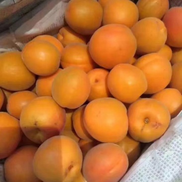 金太阳杏