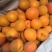 金太阳杏