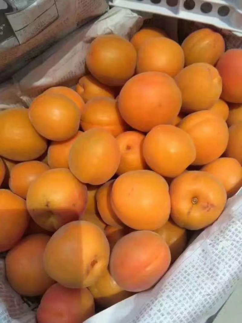 金太阳杏