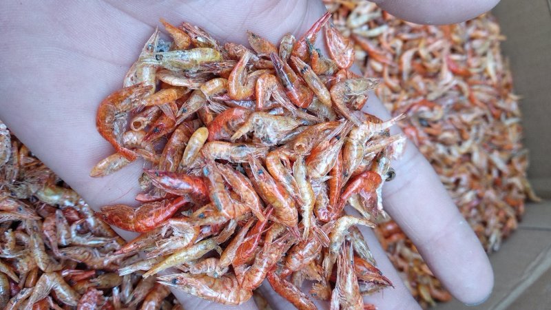 烘干湖虾