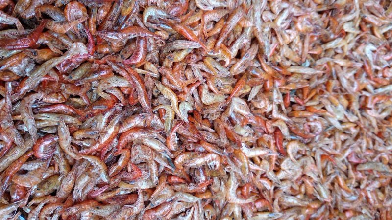 烘干湖虾