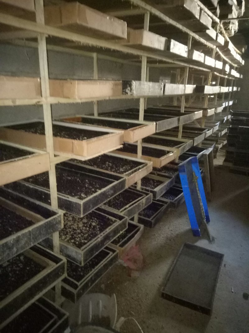 黄粉虫虫卵，只卖自己的，别人的信不着，所以此产品有时下架