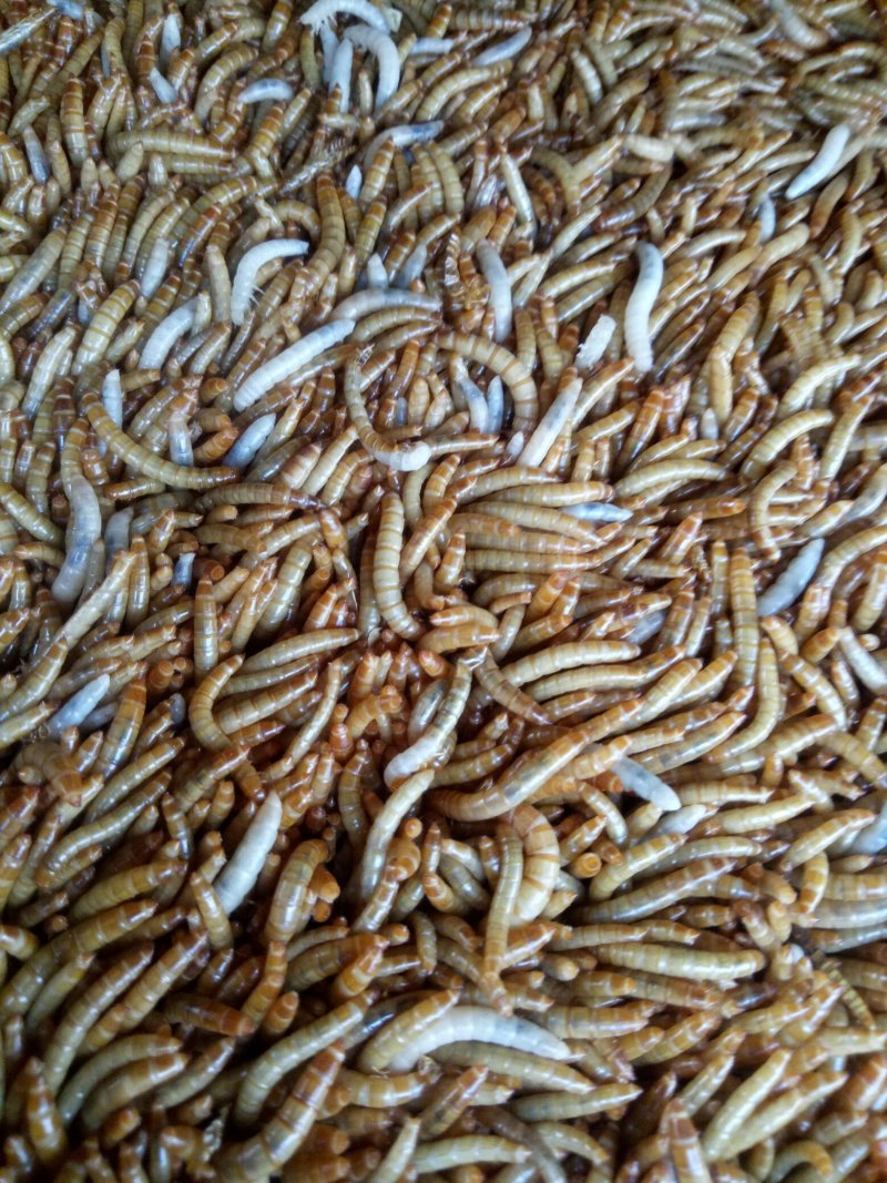 黄粉虫虫卵，只卖自己的，别人的信不着，所以此产品有时下架