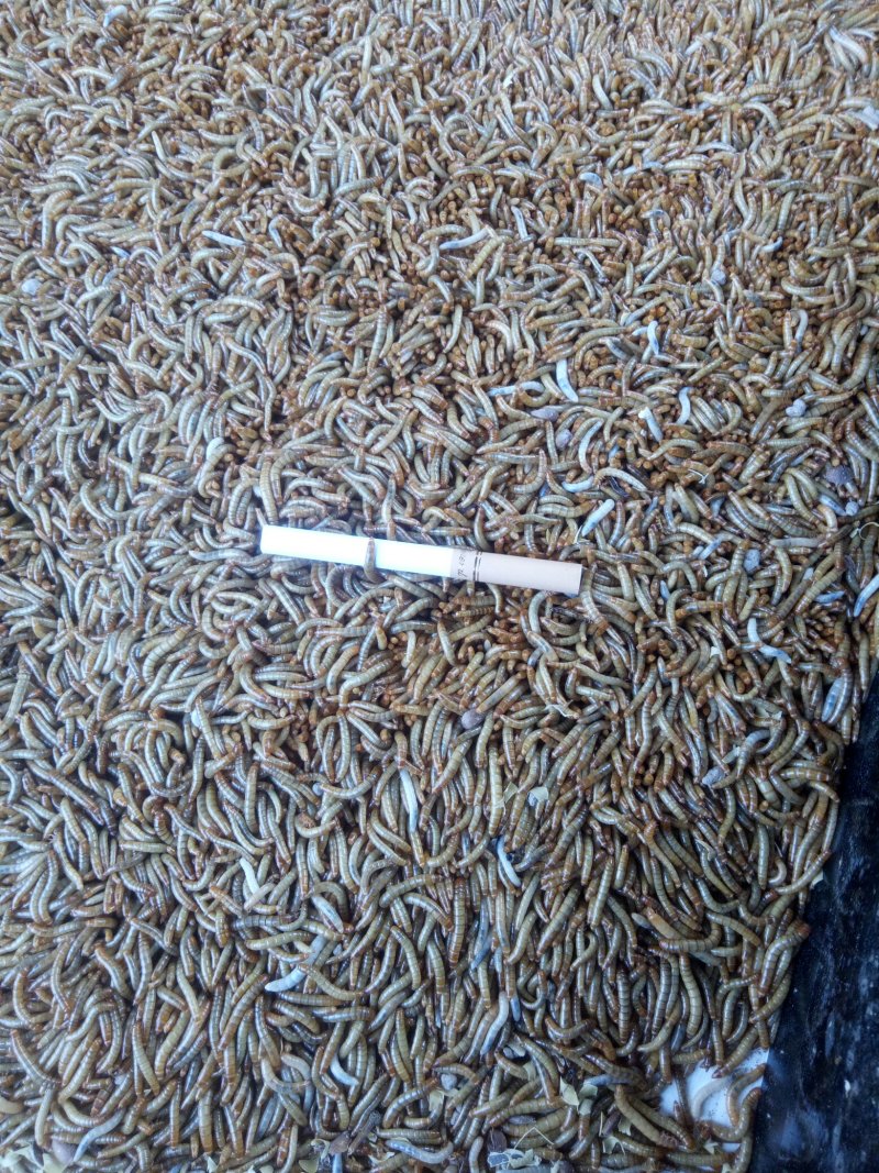 黄粉虫虫卵，只卖自己的，别人的信不着，所以此产品有时下架