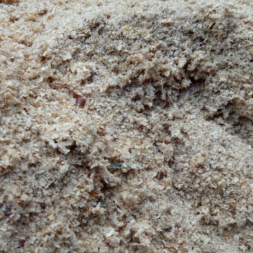 黄粉虫虫卵，只卖自己的，别人的信不着，所以此产品有时下架