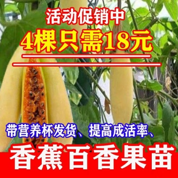 广西百香果苗百香果树苗黄金紫香一号满天星百香果苗包邮庭院