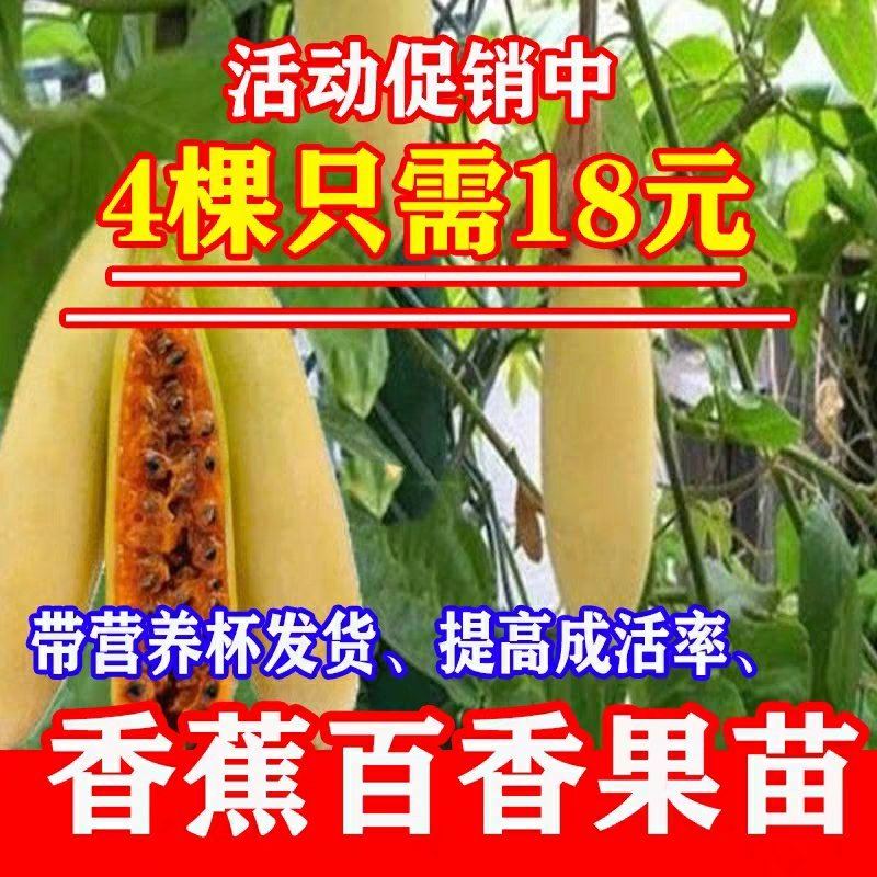广西百香果苗百香果树苗黄金紫香一号满天星百香果苗包邮庭院