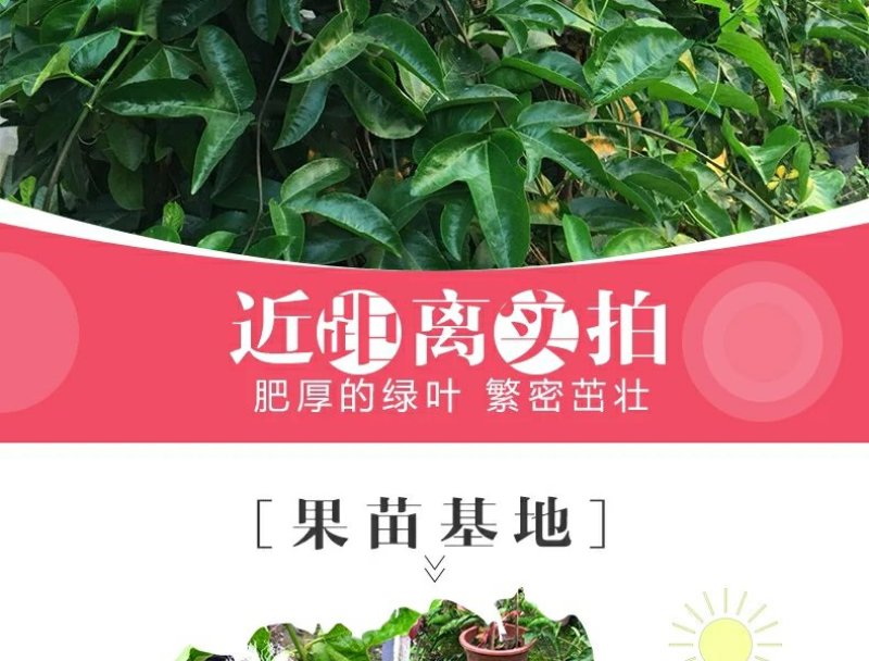 广西百香果苗百香果树苗黄金紫香一号满天星百香果苗包邮庭院