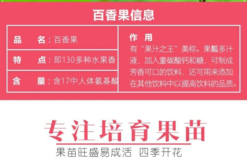 广西百香果苗百香果树苗黄金紫香一号满天星百香果苗包邮庭院