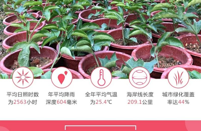 广西百香果苗百香果树苗黄金紫香一号满天星百香果苗包邮庭院