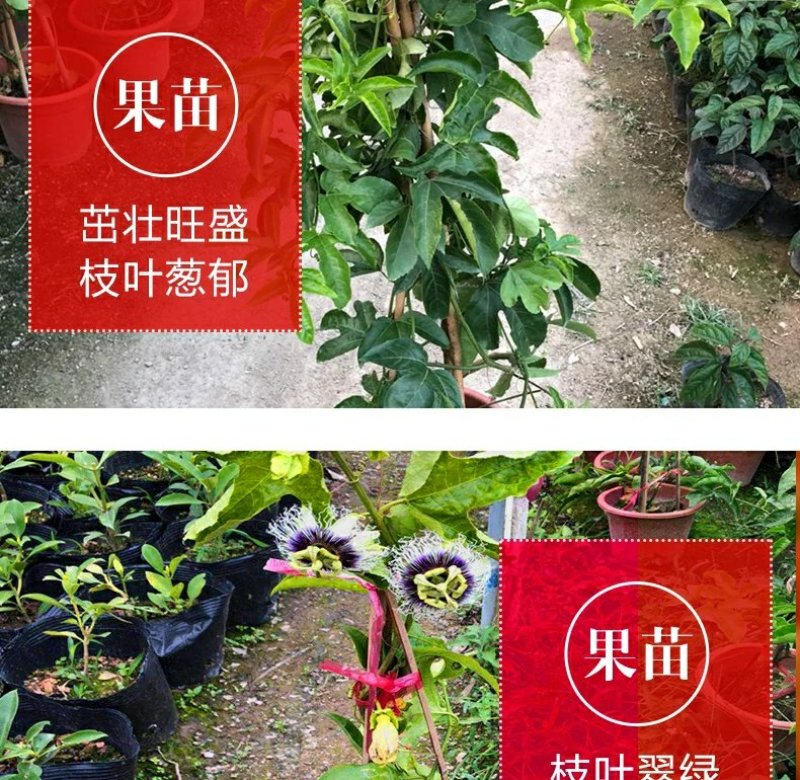 广西百香果苗百香果树苗黄金紫香一号满天星百香果苗包邮庭院