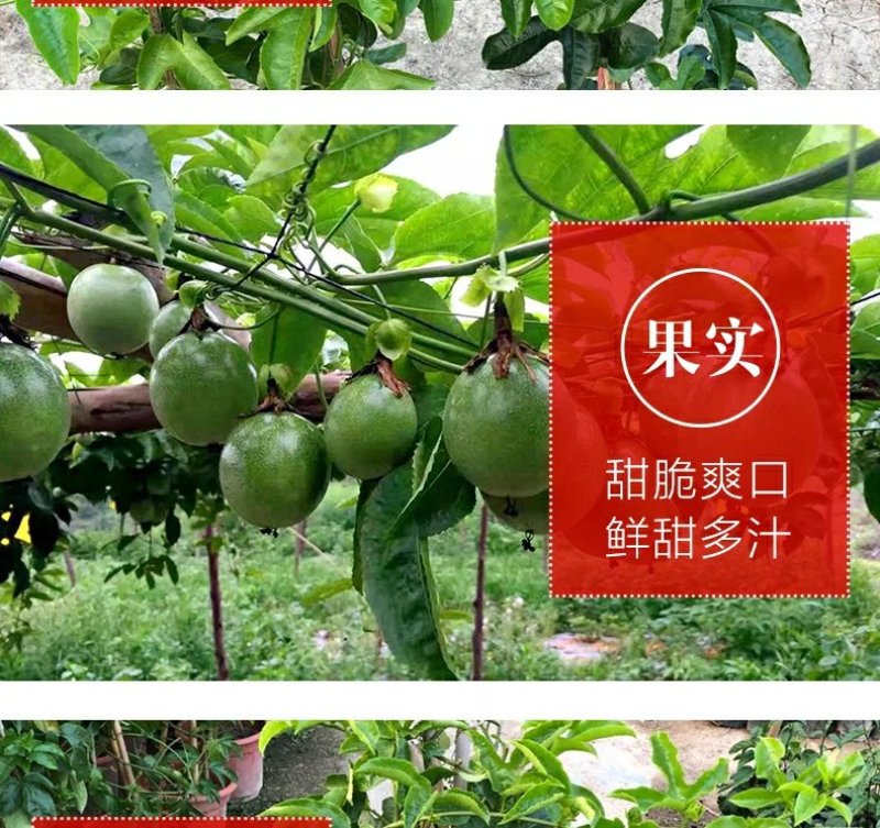 广西百香果苗百香果树苗黄金紫香一号满天星百香果苗包邮庭院