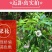 广西百香果苗百香果树苗黄金紫香一号满天星百香果苗包邮庭院