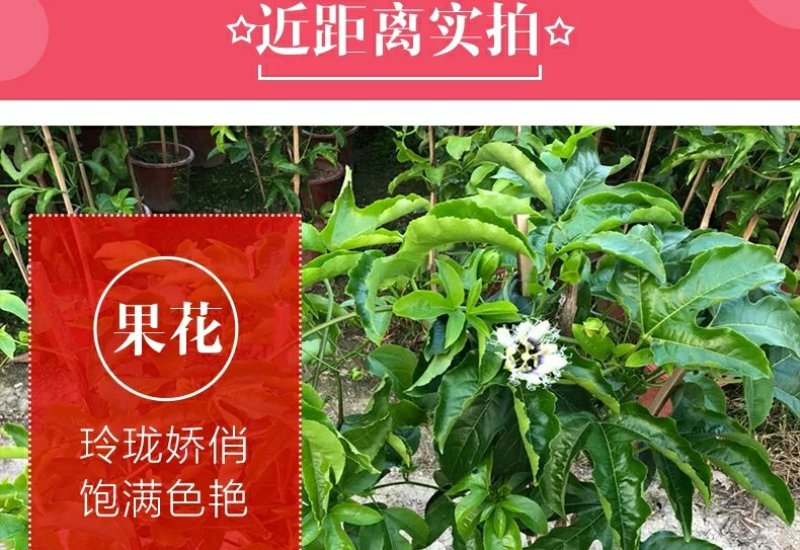广西百香果苗百香果树苗黄金紫香一号满天星百香果苗包邮庭院