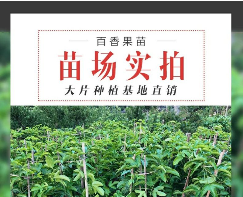 广西百香果苗百香果树苗黄金紫香一号满天星百香果苗包邮庭院