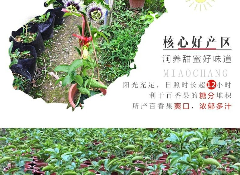 广西百香果苗百香果树苗黄金紫香一号满天星百香果苗包邮庭院