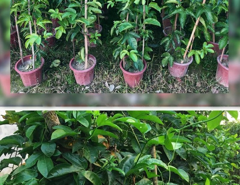 广西百香果苗百香果树苗黄金紫香一号满天星百香果苗包邮庭院