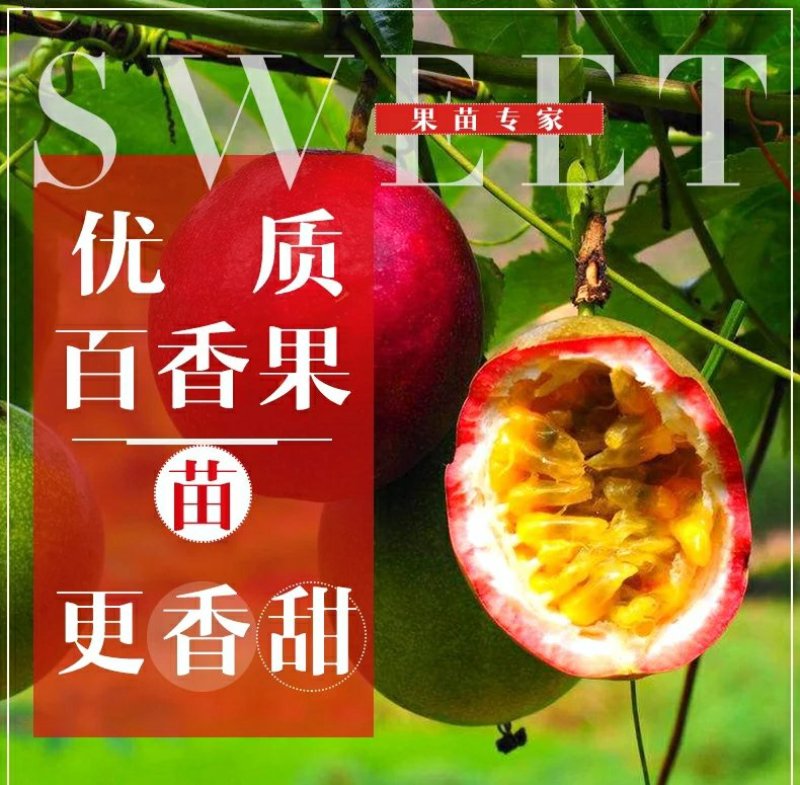 广西百香果苗百香果树苗黄金紫香一号满天星百香果苗包邮庭院