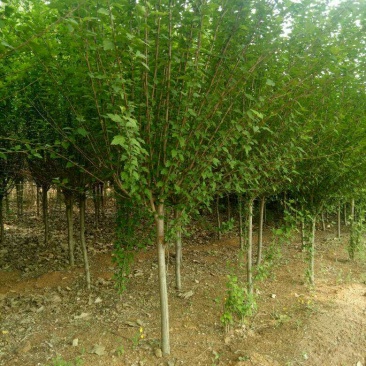 木槿，3到8公分木槿树，泰安木槿树现货供应，青藤农业