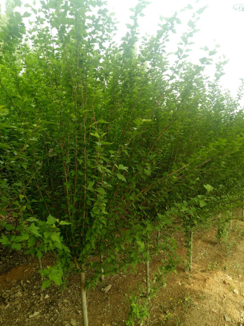 木槿，3到8公分木槿树，泰安木槿树现货供应，青藤农业