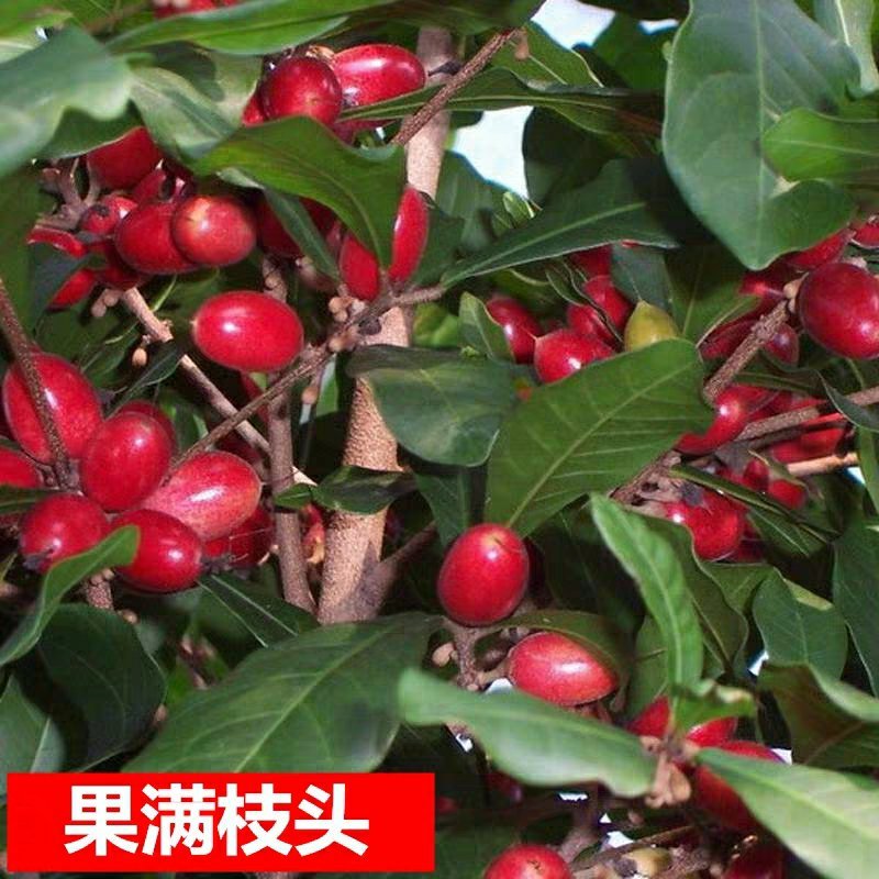 神秘果树苗四季开花当年结果变味果盆栽果树带叶带花带果包邮