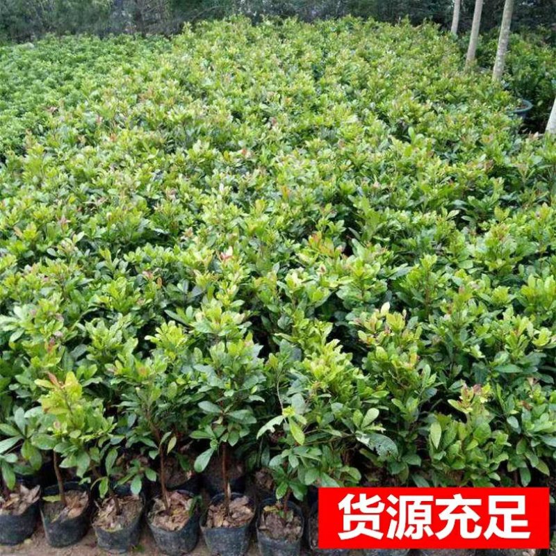 神秘果树苗四季开花当年结果变味果盆栽果树带叶带花带果包邮
