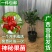 神秘果树苗四季开花当年结果变味果盆栽果树带叶带花带果包邮