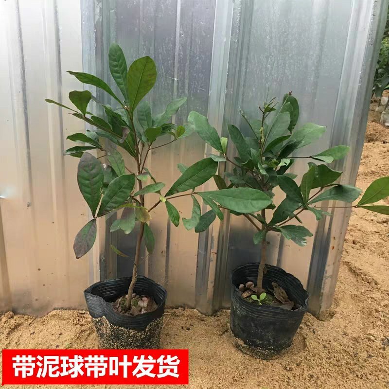 神秘果树苗四季开花当年结果变味果盆栽果树带叶带花带果包邮