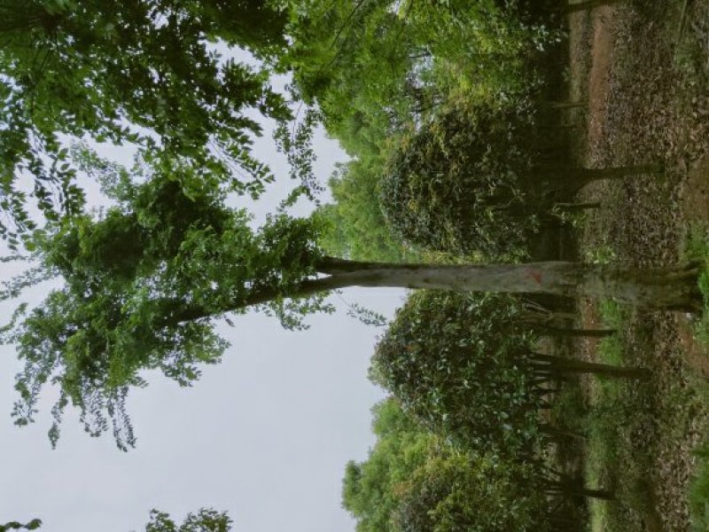 沙朴25公分移栽朴树，自己苗圃，一手货源。