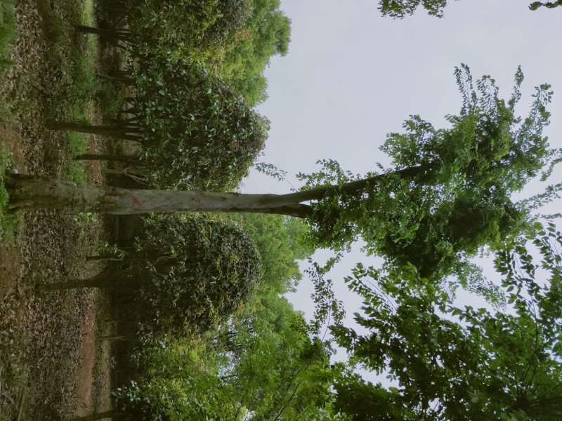 沙朴25公分移栽朴树，自己苗圃，一手货源。