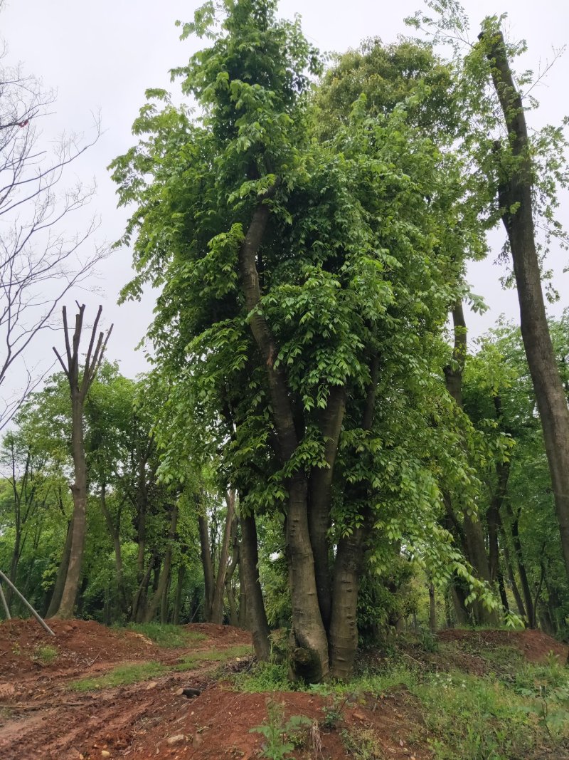 沙朴25公分移栽朴树，自己苗圃，一手货源。