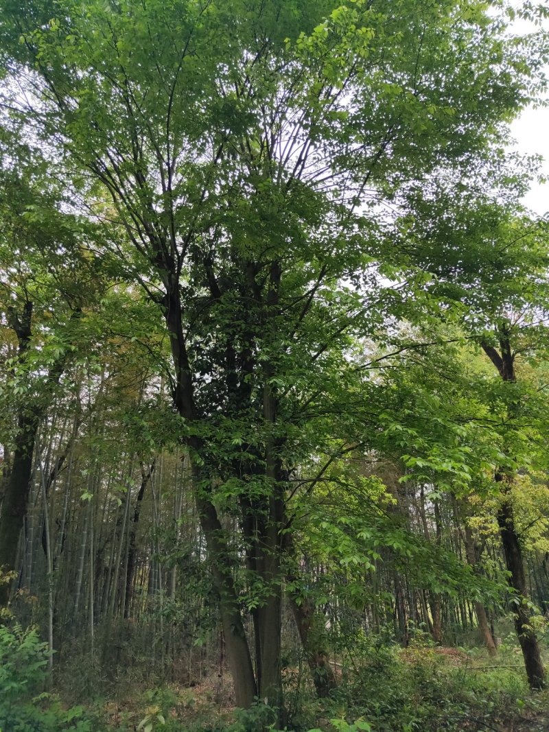 沙朴25公分移栽朴树，自己苗圃，一手货源。