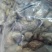 快递包邮带皮五香w240熟腰果