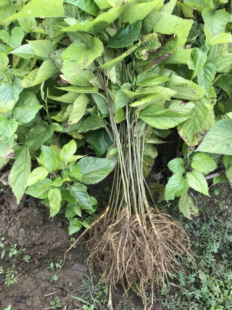 广西桑树苗大叶桑养蚕桑树苗杂交桑粤桑桑芽菜专业