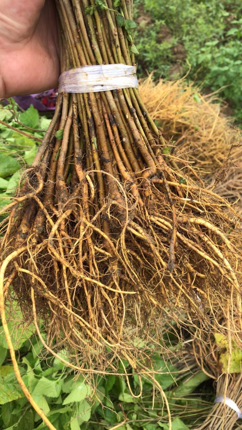 广西桑树苗大叶桑养蚕桑树苗杂交桑粤桑桑芽菜专业