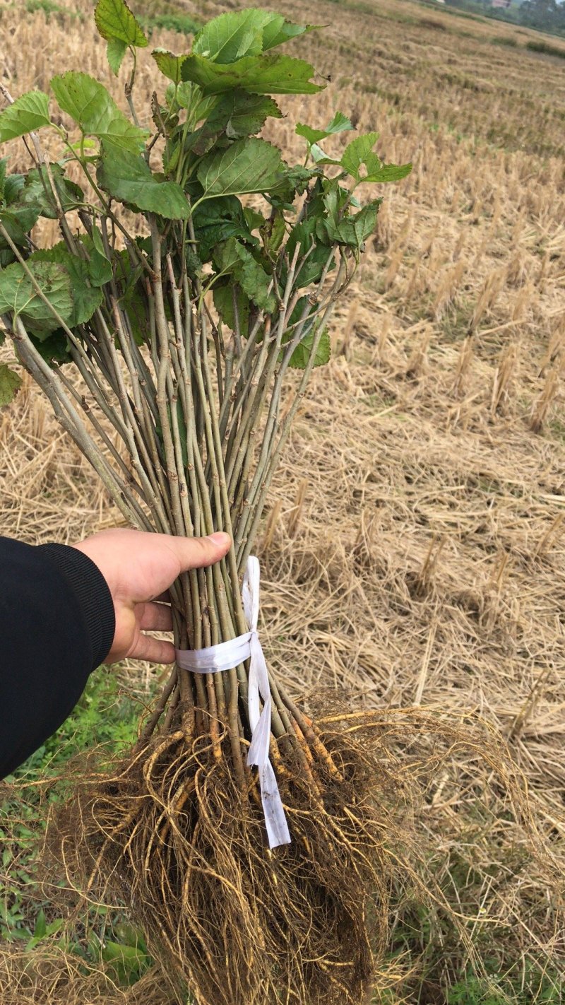 广西桑树苗大叶桑养蚕桑树苗杂交桑粤桑桑芽菜专业