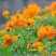 硫华菊种子黄波斯菊花籽路边公园花海可开票包邮