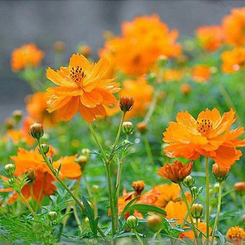 硫华菊种子黄波斯菊花籽路边公园花海可开票包邮