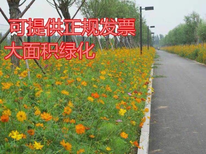 硫华菊种子黄波斯菊花籽路边公园花海可开票包邮