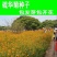 硫华菊种子黄波斯菊花籽路边公园花海可开票包邮