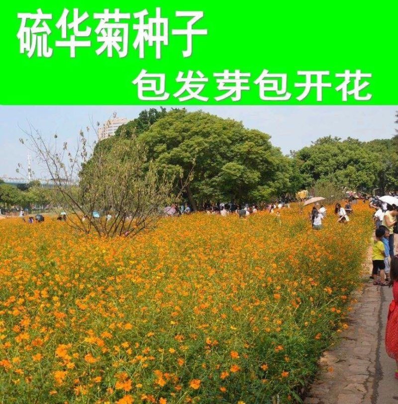 硫华菊种子黄波斯菊花籽路边公园花海可开票包邮