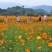 硫华菊种子黄波斯菊花籽路边公园花海可开票包邮