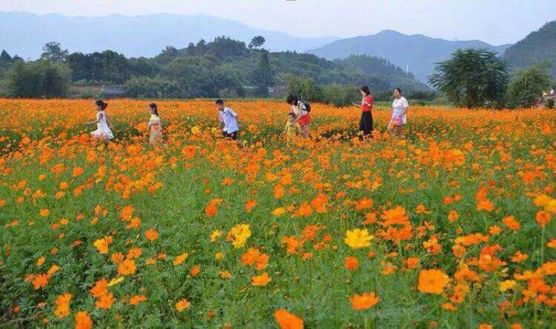 硫华菊种子黄波斯菊花籽路边公园花海可开票包邮