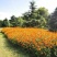 硫华菊种子黄波斯菊花籽路边公园花海可开票包邮
