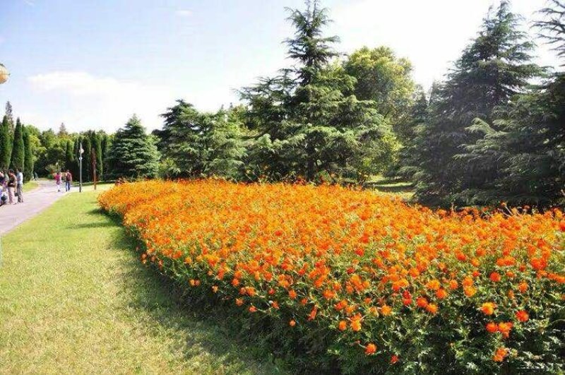硫华菊种子黄波斯菊花籽路边公园花海可开票包邮