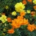 硫华菊种子黄波斯菊花籽路边公园花海可开票包邮